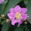 Banaba Leaf P. E.1%-10% Corosolic A